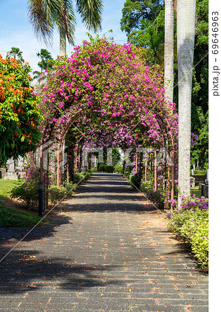 シンガポール シンガポールの日本人墓地公園の花のトンネル 日中の写真素材