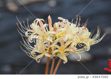 彼岸花(マンジュシャゲ) 69647060