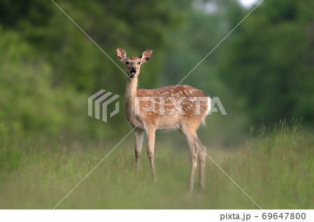 エゾシカ 北海道 69647800