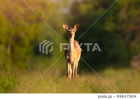 エゾシカ 夕焼け 北海道 エゾシカ 夕焼け 北海道 69647804
