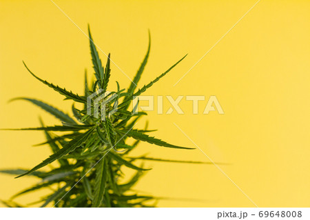 Cannabis bush lying on a yellow background. Cannabis bush lying on a yellow background. 69648008