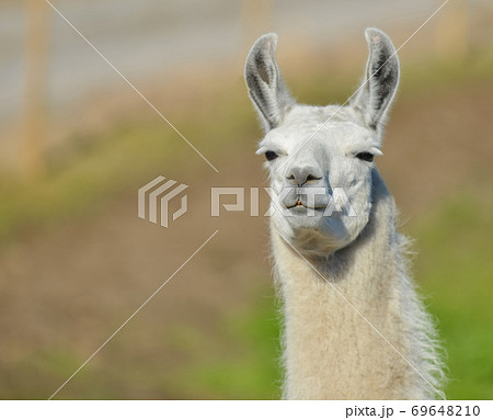 animal llama, head closeup 69648210