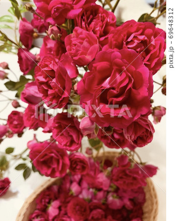 華やかな蔓薔薇 華やかな蔓薔薇 69648312