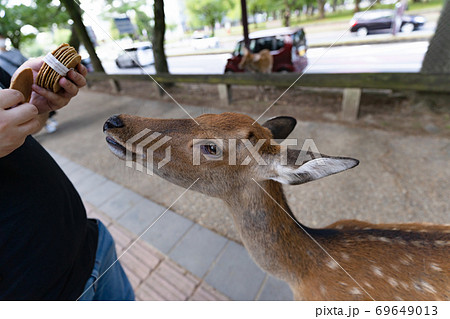 奈良公園で鹿せんべいをあげる男の写真素材