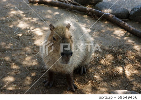 癒やしのアイドル カピバラ 日立かみね動物園 の動物たち大集合の写真素材