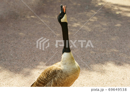 Wild Dusseldorf goose threw his head up and shouts loudly. Canada goose (Branta canadensis) is a large wild goose with black head and neck, white cheeks, brown body Wild Dusseldorf goose threw his head up and shouts loudly. Canada goose (Branta canadensis) is a large wild goose with black head and neck, white cheeks, brown body 69649538