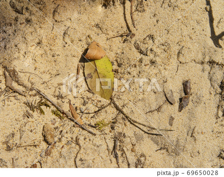 Dry fallen leaves from the trees lie on sandy soil. Hot summer time. Natural background Dry fallen leaves from the trees lie on sandy soil. Hot summer time. Natural background 69650028