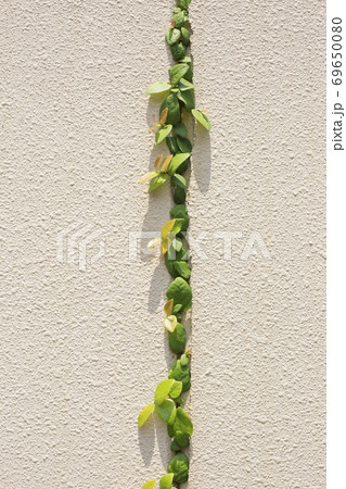 壁面とアイビー 69650080