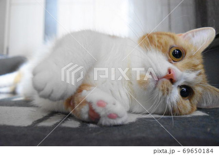 カーペットの上でくつろぐ猫 69650184