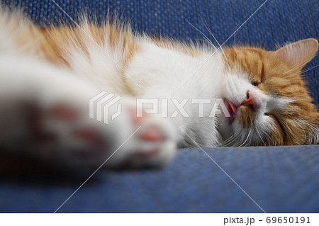 ソファーで舌を出して寝る猫の写真素材