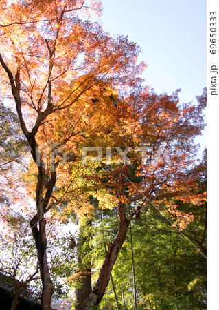 紅葉7 紅葉7 69650333