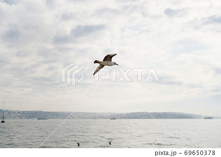 Seagull flight over the sea 69650378