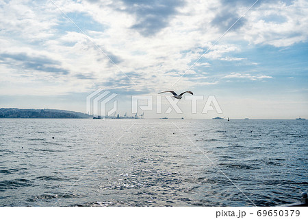 Seagull flight over the sea Seagull flight over the sea 69650379