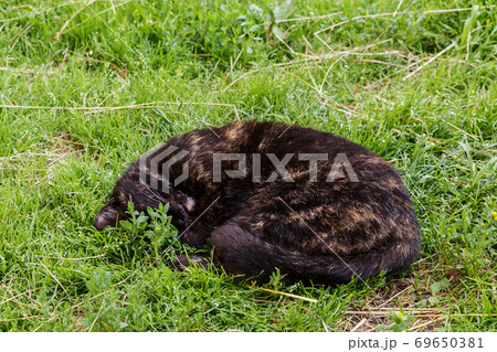 Black cat on the green grass. 69650381
