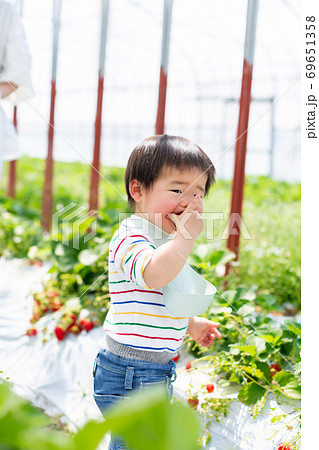 苺狩り 幼児 いちご狩り 苺狩り 幼児 いちご狩り 69651358