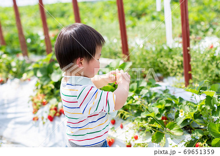 苺狩り　幼児　いちご狩り 69651359