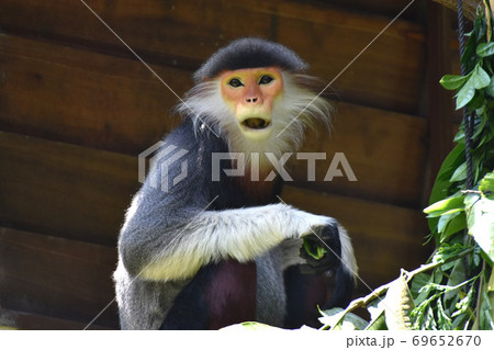 ドゥクラングール シンガポール動物園 の写真素材