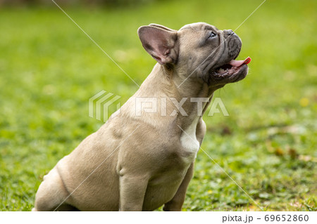 Portrait of a light French bulldog Portrait of a light French bulldog 69652860