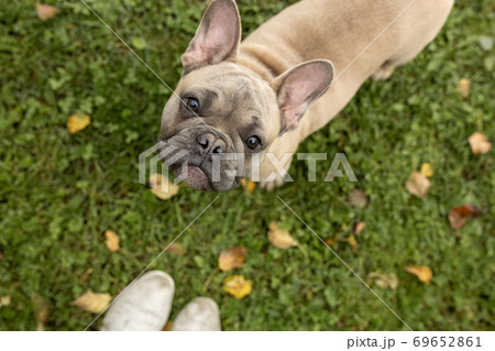 Top view of the French bulldog Top view of the French bulldog 69652861