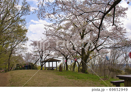 【秦野市】弘法山公園　浅間山の桜 69652949