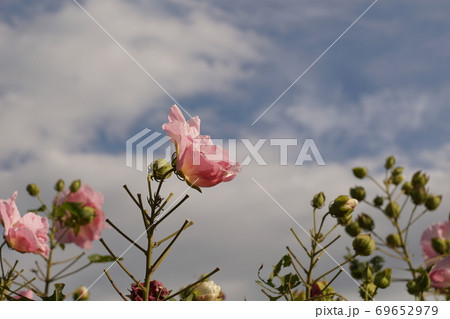 芙蓉の花 芙蓉の花 69652979