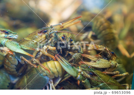 live crayfish in the store in the aquarium 69653096