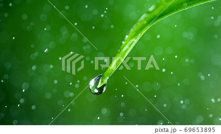 Macro shot of water drop over the green grass leaf 69653895