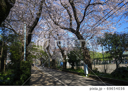 桜咲く多摩湖自転車歩行者道 花小金井駅付近の風景 桜咲く多摩湖自転車歩行者道 花小金井駅付近の風景 69654036