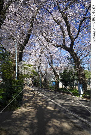 桜咲く多摩湖自転車歩行者道 花小金井駅付近の風景の写真素材 [69654037] - PIXTA