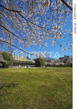 桜咲く小金井公園　たてもの園前の広場と旧光華殿 69654042