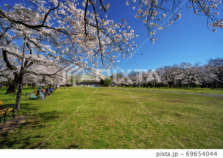 桜咲く小金井公園　たてもの園前の広場と遠景の旧光華殿 69654044