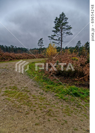 Ashdown Forest - Sussex, United Kingdom Ashdown Forest - Sussex, United Kingdom 69654248
