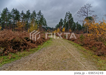 Ashdown Forest - Sussex, United Kingdom 69654249