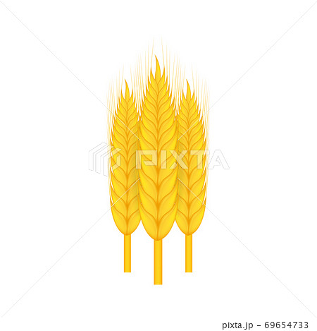 Realistic bunch of wheat, oats or barley isolated on white background. Vector stock illustration. 69654733