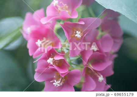 ドンベヤの花 ドンベヤの花 69655179