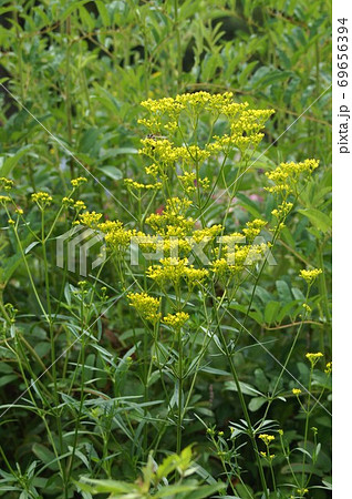 オミナエシの黄色い花 オミナエシの黄色い花 69656394