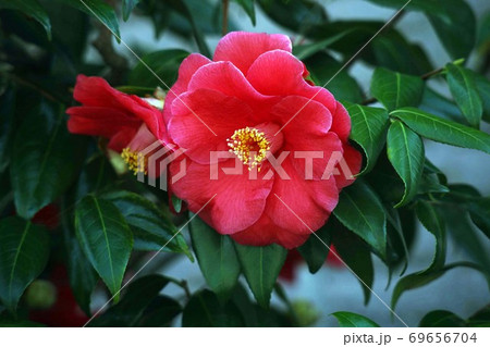 大輪の椿　菱紅の花 69656704