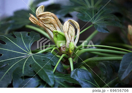 ヤツデの新芽 69656706