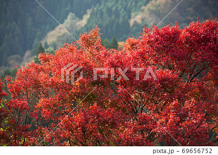 山の紅葉 高千穂峡の山々 山の紅葉 高千穂峡の山々 69656752