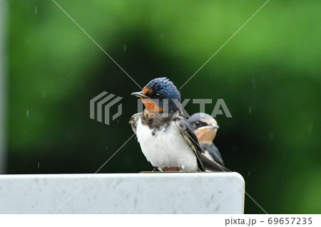 ツバメ 69657235
