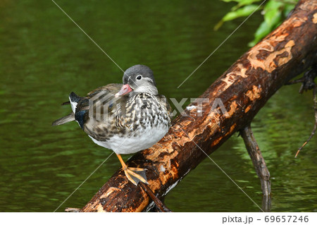 オシドリ 69657246