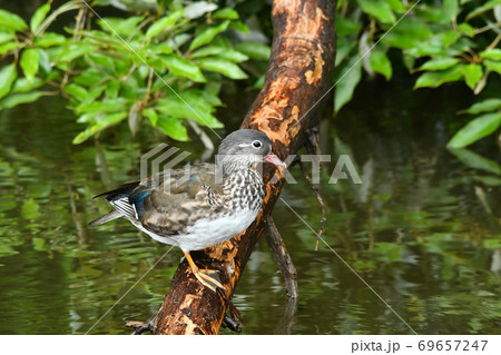 オシドリ 69657247