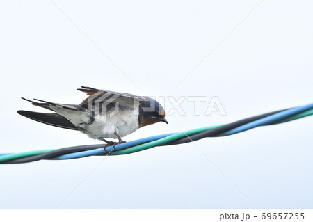 ツバメ 69657255