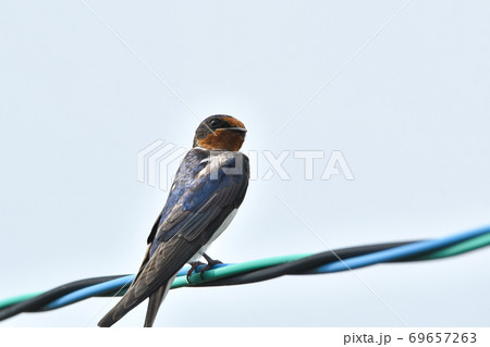ツバメ ツバメ 69657263