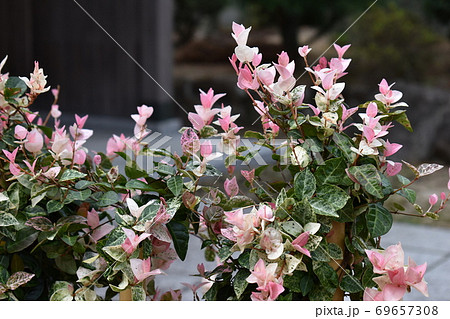 庭先に咲いたハツユキカズラの花2の写真素材