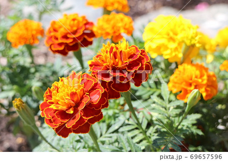 夏の花 69657596