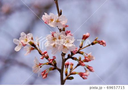 桜が咲く日本の風景 69657715