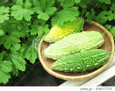 ゴーヤの収穫の写真素材 ゴーヤの収穫の写真素材