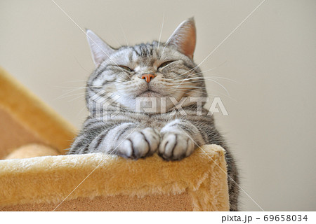 キャットタワーの上から下界を見下ろす猫 キャットタワーの上から下界を見下ろす猫 69658034