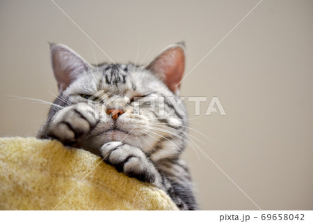 寝ぼけ顔の猫 69658042